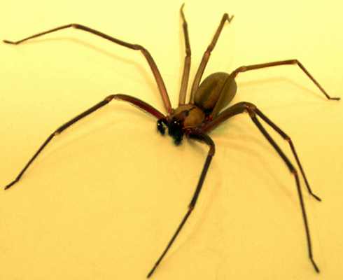 Brown-recluse-3.jpg#asset:1204